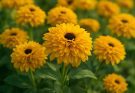 Kerti kúpvirág telt virágú hibridek (Rudbeckia hirta ‘Double Gold’)