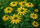 Kerti kúpvirág zöldes közepű fajták (Rudbeckia laciniata)