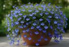 Kerti lobélia vízesésszerű növekedése (Lobelia pendula)