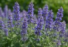Kerti macskamenta hosszú virágzása (Nepeta grandiflora)