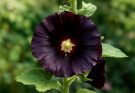 Kerti mályvarózsa fekete virágú változat (Alcea rosea ‘Nigra’)