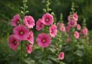 Kerti mályvarózsa vidéki kertekbe (Alcea rosea)