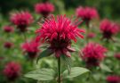 Kerti méhbalzsam élénk színei (Monarda didyma)