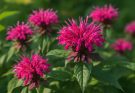 Kerti méhbalzsam illatos virágai (Monarda hybrida)