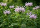 Kerti méhbalzsam lisztharmat elleni védelme (Monarda fistulosa)