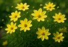 Kerti menyecskeszem aranysárga árnyalatok (Coreopsis verticillata ‘Moonbeam’)