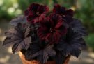 Kerti muskátli sötét levelű fajták (Pelargonium ‘Black Velvet’)