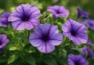 Kerti petúnia illatos fajták (Petunia ‘Evening Scentsation’)