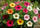 Kerti petúnia mini fajták (Petunia ‘Million Bells’)
