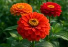Kerti rézvirág nagyvirágú fajták (Zinnia elegans ‘Benary’s Giant’)