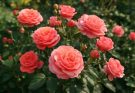 Kerti rózsa floribunda fajták (Rosa floribunda)