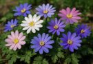 Kerti szellőrózsa színes keverékei (Anemone blanda ‘Mix’)