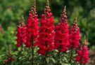 Kerti tátika magas változatai (Antirrhinum majus ‘Rocket’)