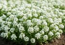Kerti ternye illatos szőnyege (Lobularia maritima)