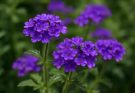Kerti verbéna lila virágai (Verbena rigida ‘Polaris’)