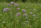 Kerti verbéna vadvirágos hatása (Verbena officinalis)