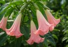 Kerti angyaltrombita rózsaszín virágok (Brugmansia ‘Pink Lemonade’)