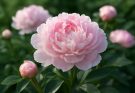 Kerti bazsarózsa rózsaszín árnyalatok (Paeonia lactiflora ‘Sarah Bernhardt’)