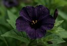 Kerti csodatölcsér sötét színek (Mirabilis jalapa ‘Night Sky’)