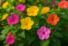 Kerti csodatölcsér színes virágok (Mirabilis jalapa ‘Confetti Mix’)