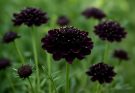 Kerti díszcsillag sötét lila-fekete fajták (Scabiosa atropurpurea ‘Black Magic’)
