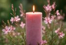 Kerti díszgyertya rózsaszín árnyalatok (Gaura lindheimeri ‘Pink Clouds’)