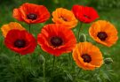 Kerti díszpipacs piros-narancs keverék (Papaver orientale ‘Solar Flare Mix’)