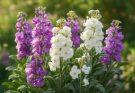 Kerti estike lila-fehér keverék (Matthiola incana ‘Twilight’)
