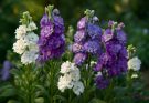 Kerti estike lila-fehér keverék (Matthiola incana ‘Twilight’)