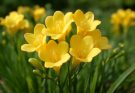 Kerti frézia illatos fajták (Freesia ‘Golden Gate’)