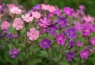 Kerti habszegfű rózsaszín-lila keverék (Silene dioica ‘Firefly’)