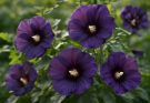 Kerti hibiszkusz sötétlila virágok (Hibiscus syriacus ‘Blue Chiffon’)
