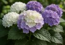 Kerti hortenzia fehér-lila keverék (Hydrangea macrophylla ‘Vanille Fraise’)
