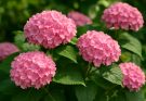 Kerti hortenzia rózsaszín virágok (Hydrangea macrophylla ‘Forever & Ever Pink’)