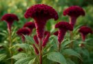 Kerti kakastaréj bordó virágú fajták (Celosia argentea ‘Kelos’)