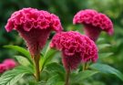 Kerti kakastaréj rózsaszín virágai (Celosia argentea ‘Cristata Pink’)