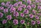 Kerti kakukkfű illatos fajták (Thymus serpyllum ‘Creeping Red’)