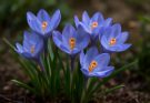 Kerti krókusz kék-lila fajták (Crocus chrysanthus ‘Blue Pearl’)