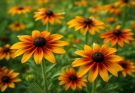Kerti kúpvirág narancs-sárga keverék (Rudbeckia hirta ‘Indian Summer’)