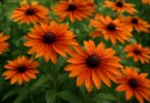 Kerti kúpvirág narancssárga árnyalatok (Rudbeckia ‘Indian Summer’)