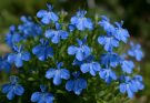 Kerti lobélia kék árnyalatok (Lobelia erinus ‘Cambridge Blue’)
