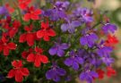 Kerti lobélia piros-lila keverék (Lobelia erinus ‘Starship Red’)