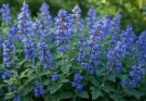 Kerti macskamenta kék-lila keverék (Nepeta faassenii ‘Six Hills Giant’)