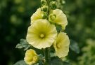 Kerti mályvarózsa sárga virágú változat (Alcea rosea ‘Primrose’)