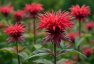Kerti méhbalzsam piros árnyalatok (Monarda didyma ‘Jacob Cline’)