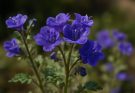 Kerti mézontófű lila virágok (Phacelia campanularia ‘Blue’)