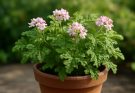 Kerti muskátli illatos levelek (Pelargonium graveolens ‘Attar of Roses’)