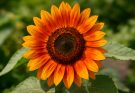 Kerti napraforgó narancssárga változat (Helianthus annuus ‘Strawberry Blonde’)
