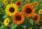 Kerti napraforgó sárga-narancs keverék (Helianthus annuus ‘Autumn Beauty Mix’)