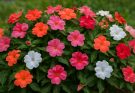Kerti nebáncsvirág vadvirágos keverék (Impatiens walleriana ‘SunPatiens Mix’)